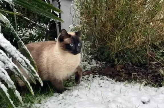 Chat perdu, Rue Alphonse Guérin, Rennes - mâle siamois de 2 ans - photo