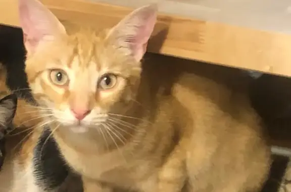 Perdido gato, El Camí de Rubió, 19, Reus - muy cariñoso y rubio claro - photo