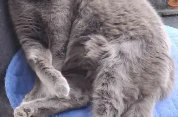 Animaux perdus Auchy-les-Mines, photo: Chat perdu, Rue Charles Louis Dupont, Harnes - gris et très affectueux