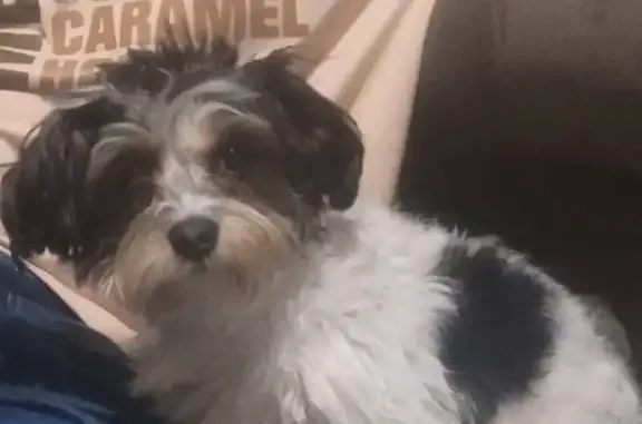 Lost dog, Corinth Road, Jonesboro - white with black spots - photo
