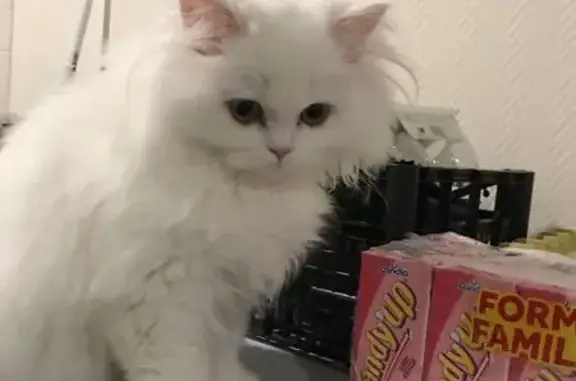 Chat perdu, Rue Guy Curat, Créteil - femelle blanche de race précieuse - photo