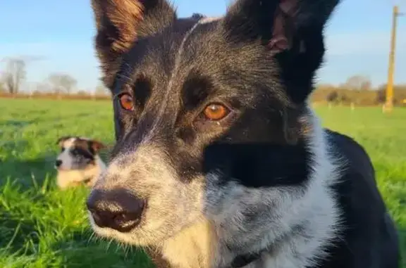 Chien perdu Plomeur, photo : Chien perdu, Penn Ar Prad, Plomeur - chienne noire et blanche