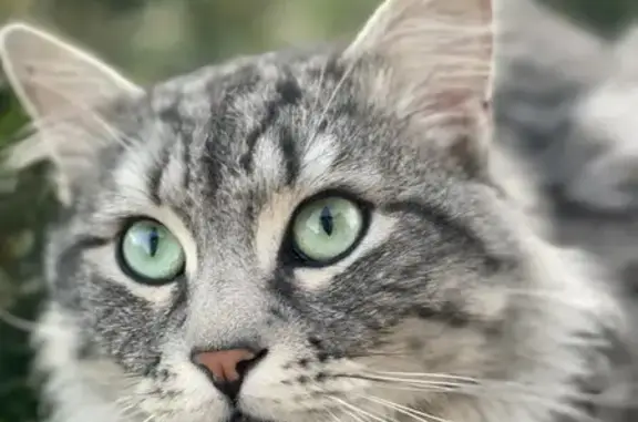 Animaux trouvés Quincy-sous-Sénart, photo: Chat trouvé, Rue Marx Dormoy, Quincy-sous-Sénart - gris cendré avec taches rondes
