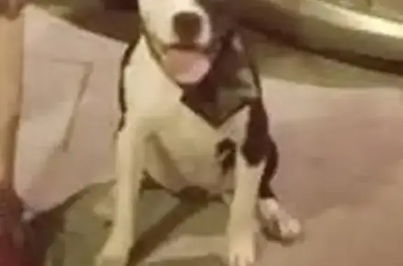 Perros perdidos, Sevilla, foto: Perdido perro, Calle Zoilo, 10, El Viso de San Juan, Sevilla - Pitbull blanca y negra con collar morado