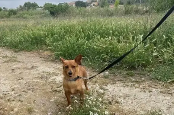 Perdido perro, Avenida de Borja, Magallón, Tudela - color canela, lleva collar - photo