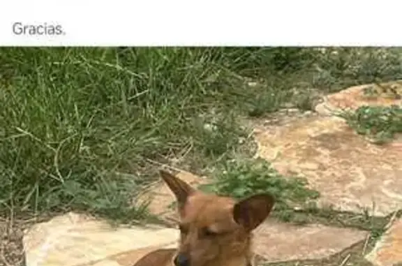 Perdido perro hembra, Calle Fórnoles, 4, Magallón, Tudela - mezcla de podenco - photo
