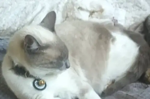 Animaux perdus Machecoul, photo: Chat perdu, La Martinière, Machecoul-Saint-Même - croisé siamois avec collier QR code