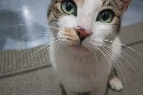 Gato encontrado Fêmea (brf0027...