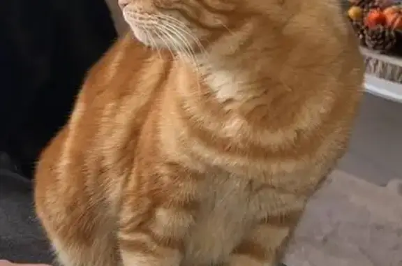 Animaux perdus Fréjus, photo: Chat perdu, Rue Adrien Badin, Château-Arnoux-Saint-Auban - européen roux, castré