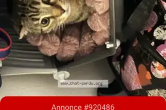 Chat perdu, Sainte-Foy-lès-Lyon - femelle avec oreille qui penche - photo