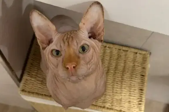 Perdido gato macho, Plaza de los Niños, Fuengirola - ojos verdosos - photo