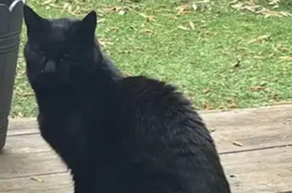 Chat perdu, Cachan, Île-de-France - mâle européen noir - photo