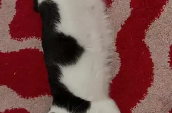 Chat perdu, Rue de Verdun, Lambersart - femelle noire et blanche - photo
