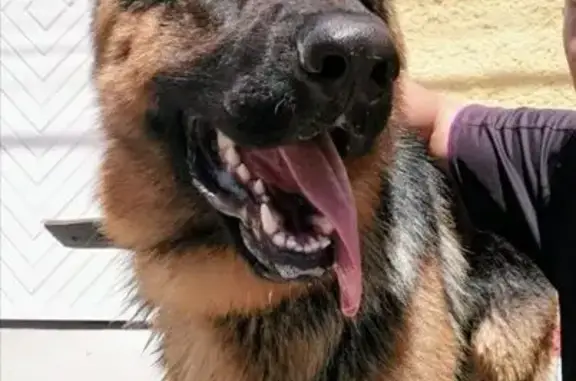 Animales perdidos Naucalpan de Juarez, foto: Encontrado perro, Prolongación Constitución, Naucalpan de Juárez - pastor alemán grande
