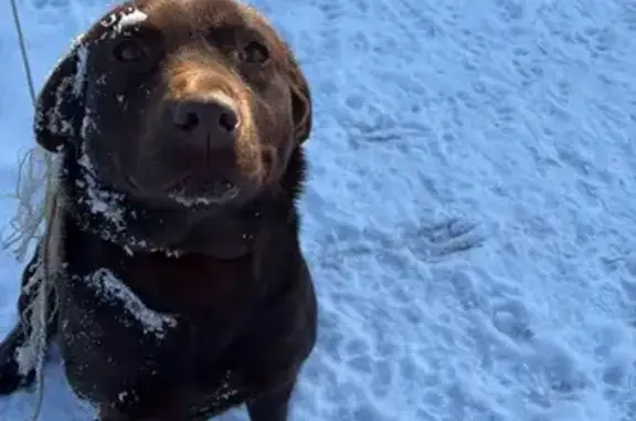 Chien perdu, Rue Chambon, 54 quater, Villemandeur - labrador femelle - photo