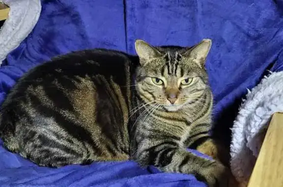 Chat perdu, Marsac-sur-Don, Angers - femelle tigrée - photo
