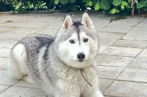 Animaux perdus Lugrin, photo: Chien perdu, Clos les Primevères, Viuz-en-Sallaz - Snow, mâle gris et blanc