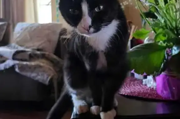 Lost cat, Berlyn Crescent, Roodepoort - dark grey and white - photo