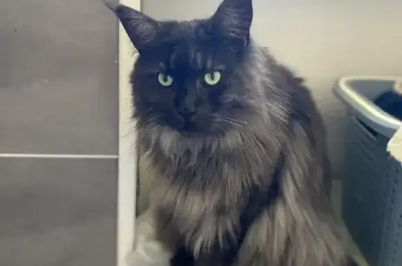 Animaux perdus Le Havre, photo: Chat perdu, Rue Jean Charcot, Le Havre - femelle noire et grise