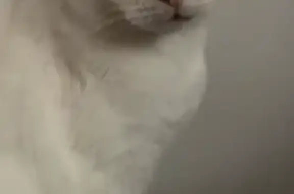 Chat perdu, Rue Victor Hugo, Roubaix - mâle blanc avec taches grises - photo
