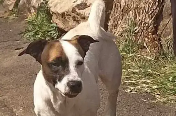 Lost pets Johannesburg, photo: Lost male dog, Reeders Street, Johannesburg South - named Hudson