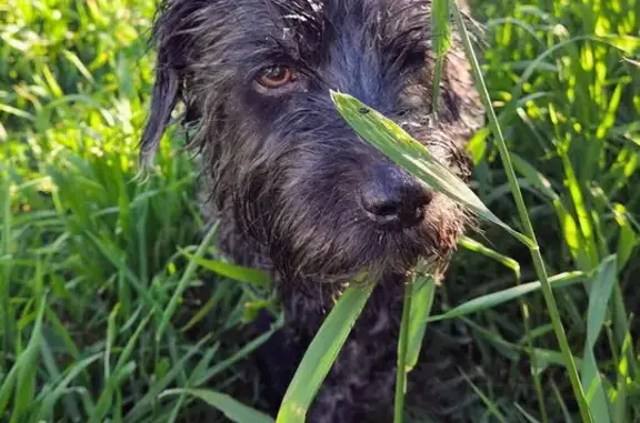 Lost dog, Adams Street Southwest, Ronan - black and grey, 16 years old - photo