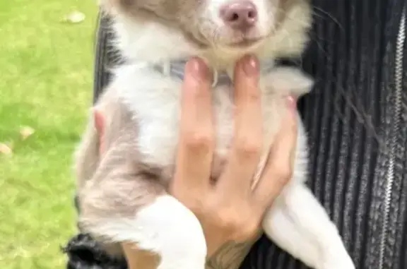 Lost male dog, Cleveland Street, 493, Sydney - light brown and white - photo