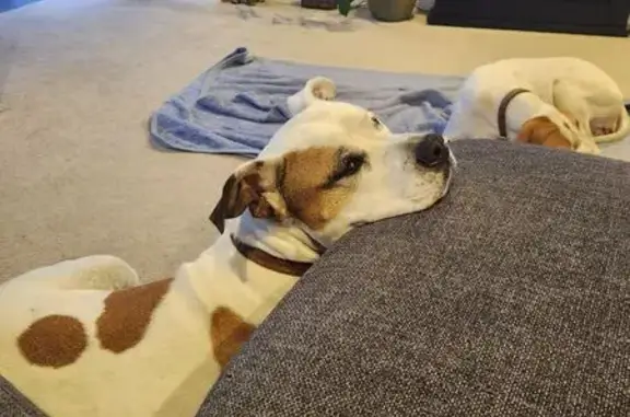 Lost dog, Cobrooga Drive, St H...