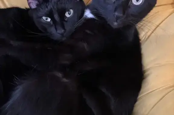 Lost cat, West 140th Terrace, Overland Park - female, black with white patch - photo