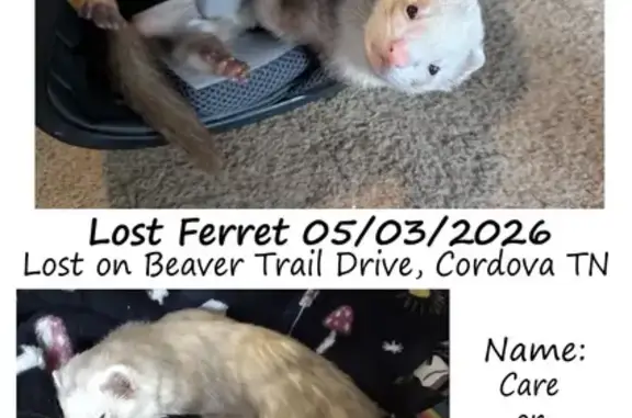 Lost bird, Beaver Trail Drive,...