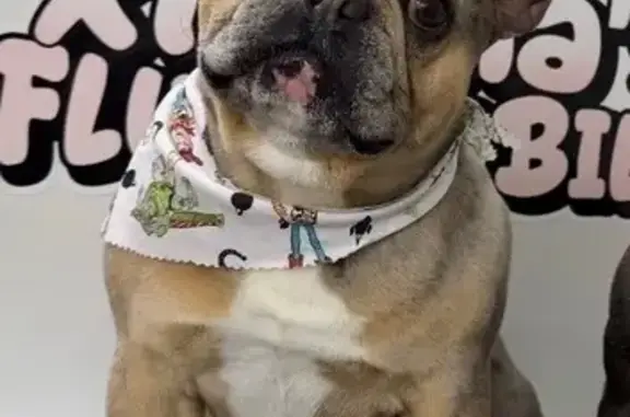 Lost pets Palmdale, photo: Lost dog, Pine Valley Court, Palmdale - male with pink mark and black spots on chin