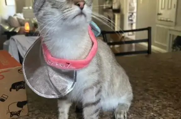 Grey cat with stripes, small ears and polydactyl.