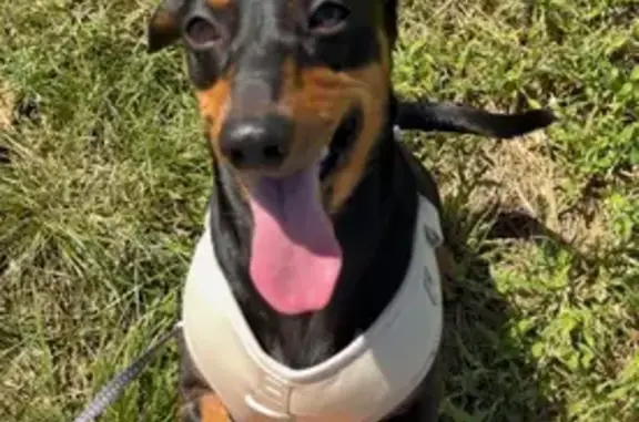 Lost dog, Betts Road, 79, Wentworthville - male black mini dachshund - photo