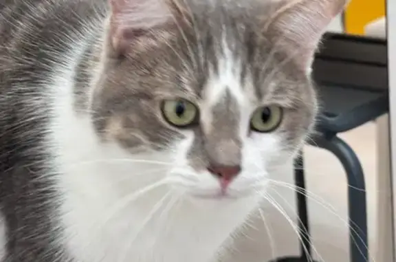 Chat perdu, Chemin du Ronchois, Carvin - mâle gris et blanc - photo
