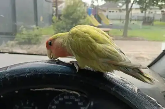 Lost pets Sydney, photo: Lost bird, Alfred Road, Northern Beaches Council, Sydney - very tame and friendly