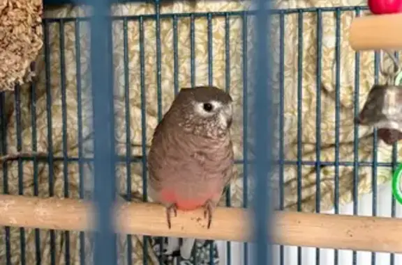 Lost bird, Uhlmann Road, Burpe...