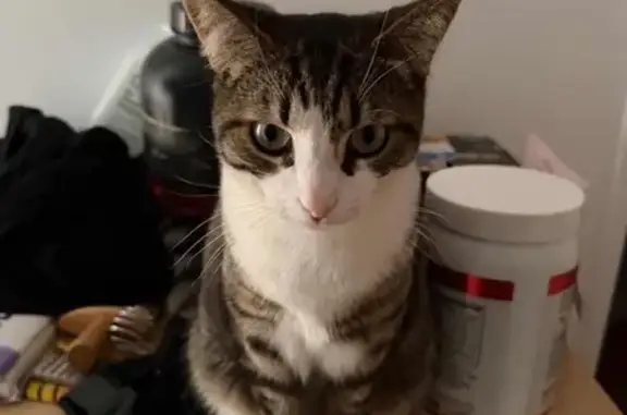 Lost cat, Mangini Street, 1, Bayswater - female tabby with white shoes - photo