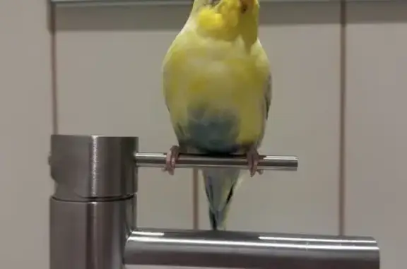Found bird, Macaulay Road, Mel...