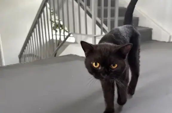 Found pets Yishun, photo: Found male cat, Pending Road, 121, Yishun - dark brown, skinny