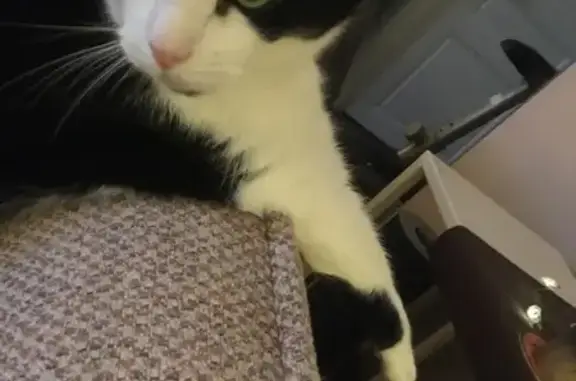 Chat perdu, Rue Henri Navarre, Le Perreux-sur-Marne - mâle blanc et noir - photo