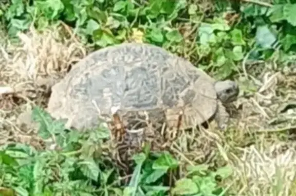 Animaux perdus Trélévern, photo: Oiseau perdu, Résidence du Rhun, Trélévern