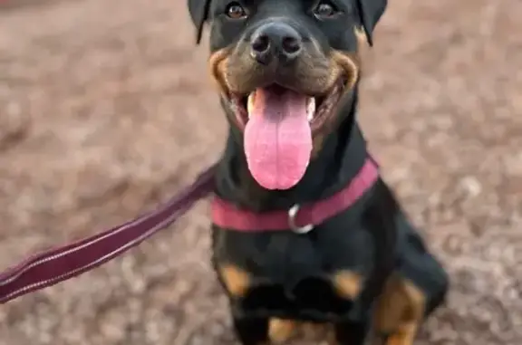 Lost dog, Richardson Road, 14, Port Stephens - female with purple/maroon collar - photo