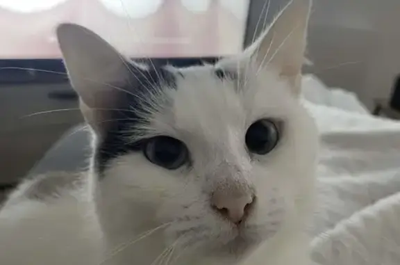 Animaux perdus Lyon, photo: Chat perdu, La Bassée, Hauts-de-France - blanche avec taches noires