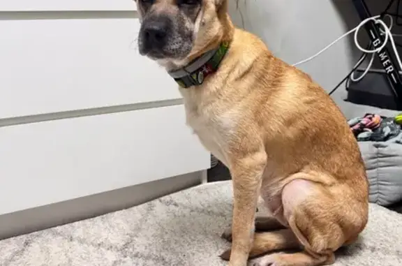 Зникла собака, Шляхова вулиця, 1, Дніпро - метис вівчарки з зеленим нашийником - photo