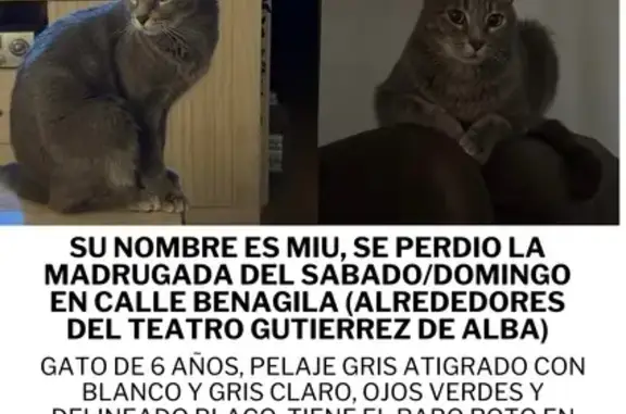 Perdido gato, Calle Benagila, Alcalá de Guadaíra, Sevilla - gris atigrado con rabo doblado - photo