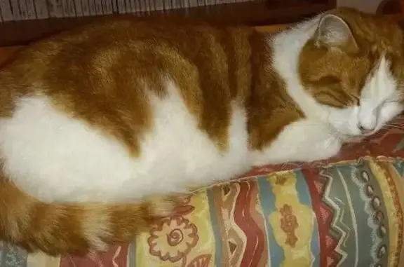 Chat perdu, Plouaret, photo: Chat perdu, Plouaret - mâle roux et blanc