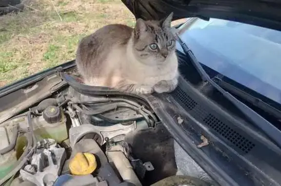 Chat perdu, Chemin de la Falade, Fuveau - mâle - photo