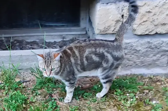 Chat trouvé Paris, photo: Chat trouvé, Avenue du Professeur Cadiot, Maisons-Alfort - pucée du nom de NOISETTE
