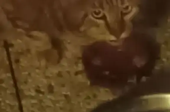 Animaux trouvés Épinay-sur-Seine, photo: Chat trouvé, Épinay-sur-Seine - gris rayé