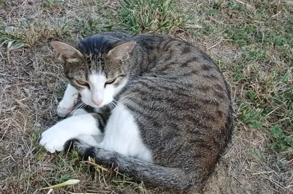 Animaux perdus Montauban, photo: Chat perdu, Allée de l'Infante, Gujan-Mestras - tigré/blanc avec harnais noir